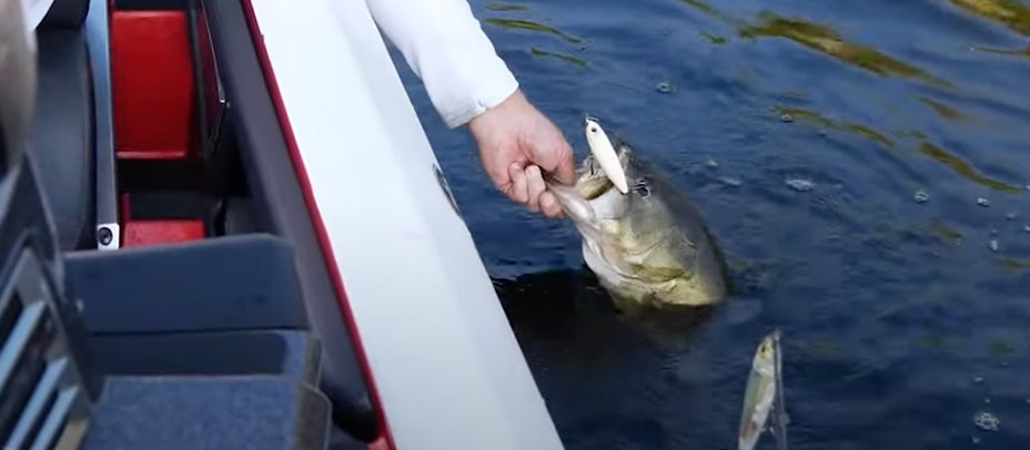 Topwater Excitement with Yo-Zuri baits!